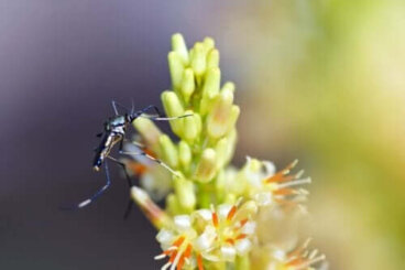 Types de plantes qui attirent les moustiques