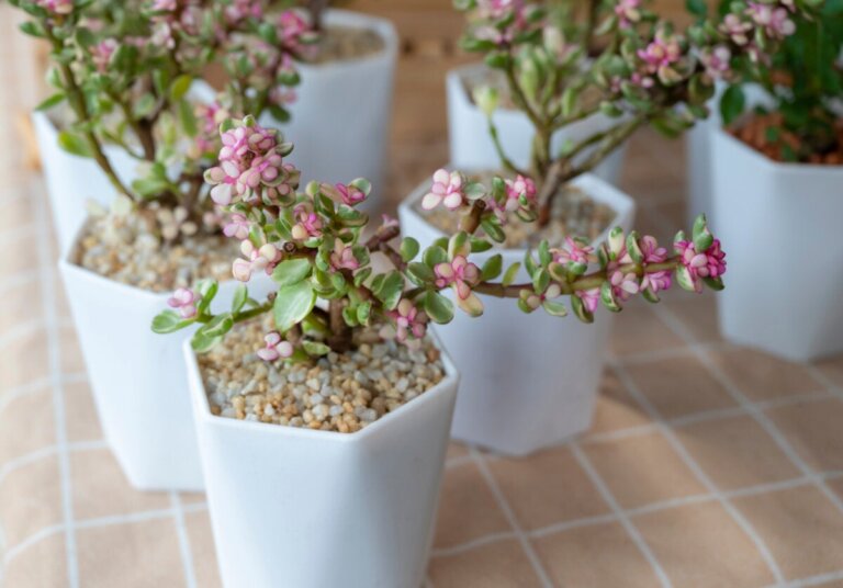 Comment prendre soin de l'arbre de l'abondance?