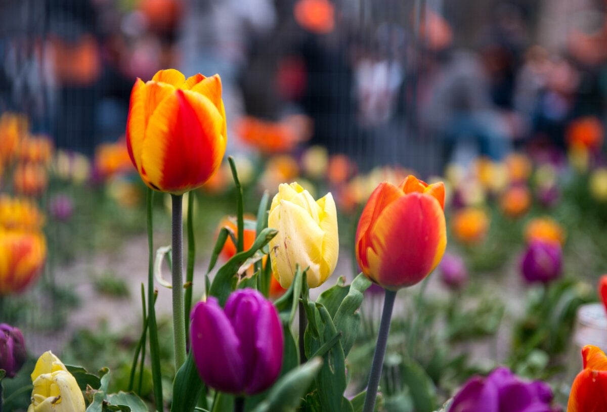 Signification des tulipes selon leur couleur
