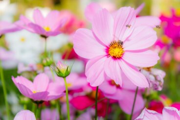 Le cosmos est la fleur tropicale colorée de choix pour un jardin d'été