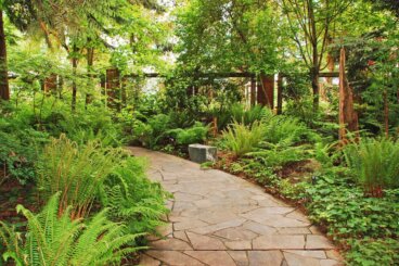 Des fougères saines grâce à ce guide d'entretien spécialisé