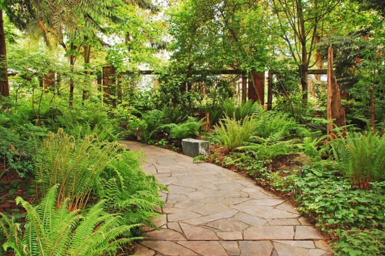 Des fougères saines grâce à ce guide d'entretien spécialisé