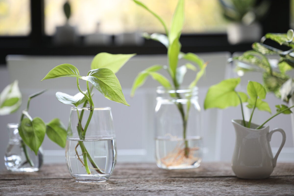 How to root plant cuttings in water? – Archyde