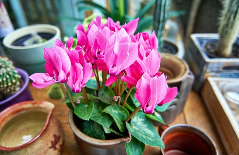 Prendre soin du cyclamen pour qu'il fleurisse plus longtemps