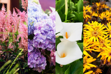 Les meilleures plantes de jardin pour les climats pluvieux