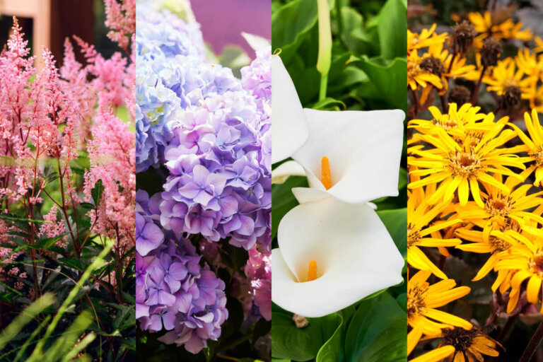 Les meilleures plantes de jardin pour les climats pluvieux