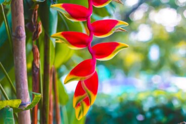 Guide pour cultiver de l'heliconia à la maison et avoir de belles fleurs