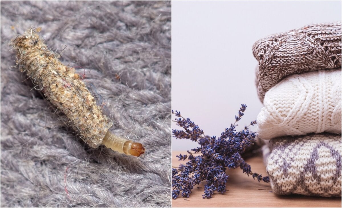 Plants You Can Use as a Moth Repellent Archyde