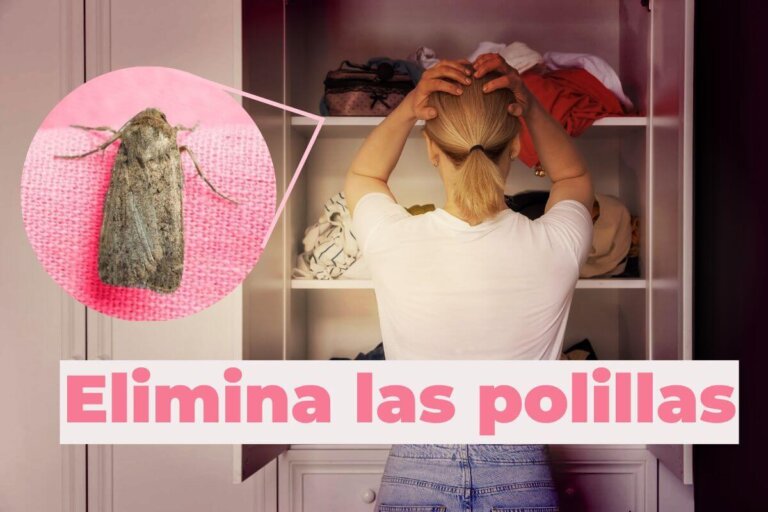 Astuces maison pour éliminer les mites dans les meubles en bois