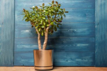 Plante de jade : comment entretenir l'arbre porte-bonheur ?