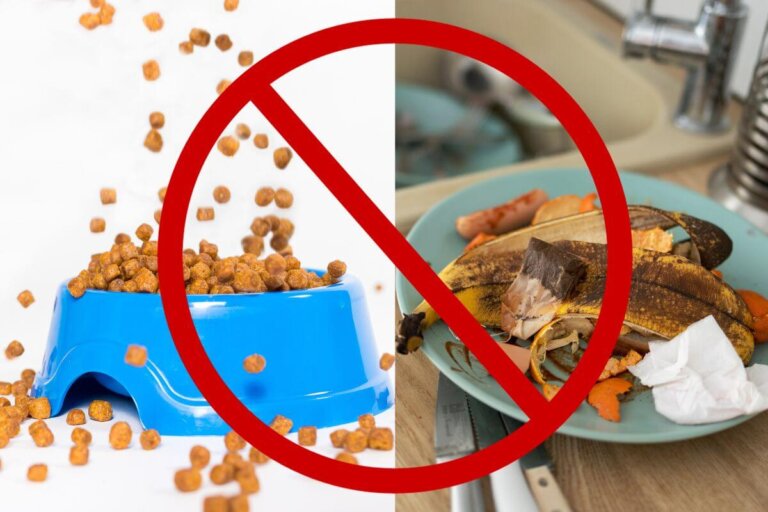 Qu'est-ce qui attire les mites et autres insectes chez vous?