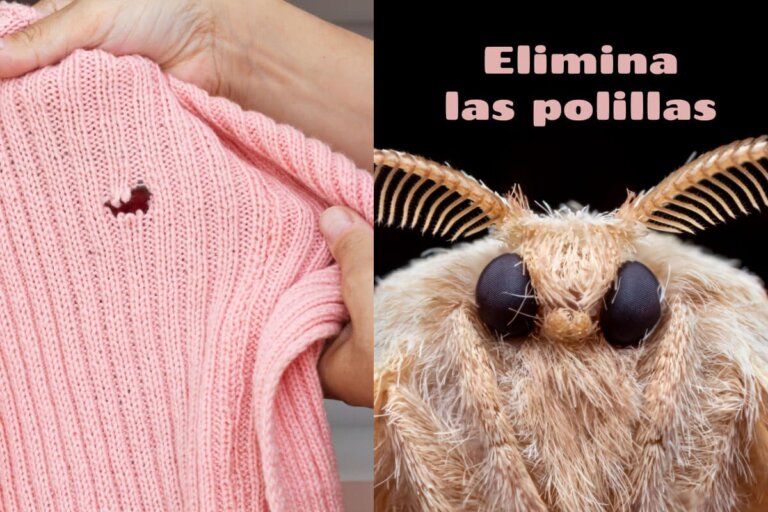 Comment éliminer naturellement les mites de vos vêtements?