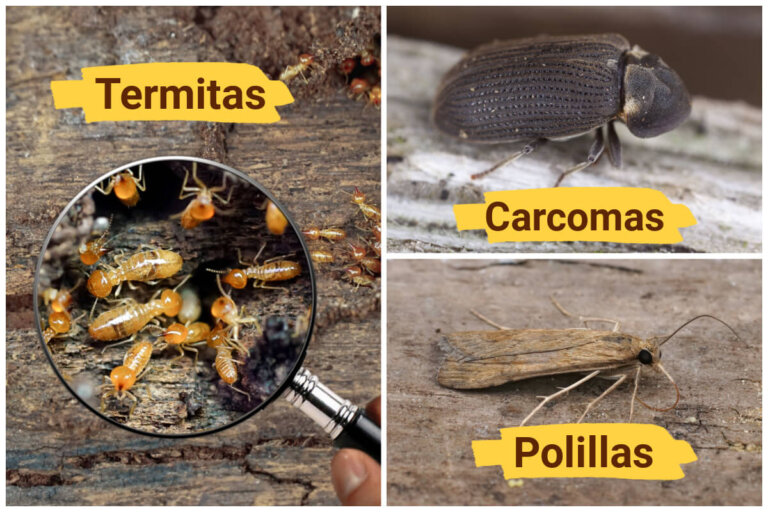 Des vers à bois, des mites ou des termites dans vos meubles en bois?