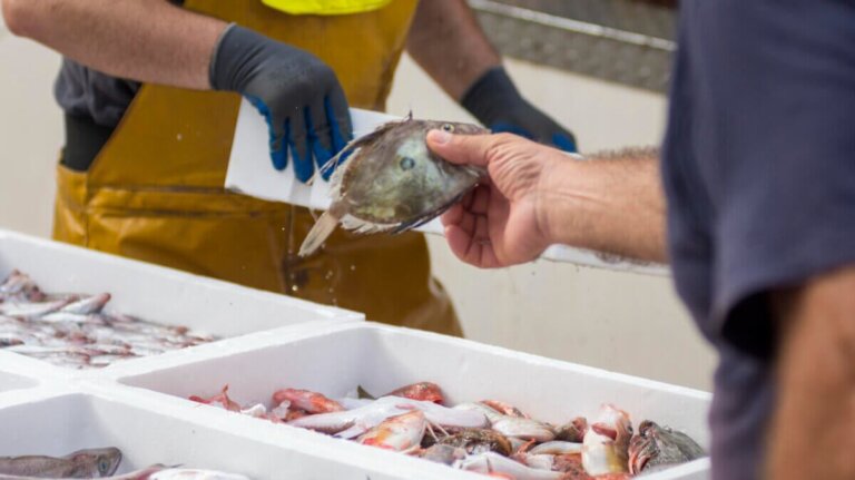 Astuces OCU pour choisir et conserver du poisson frais