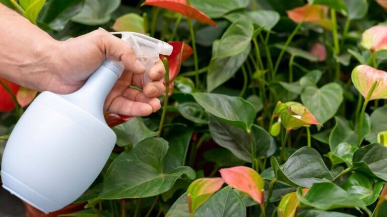 Préparer du savon de potassium comme répulsif pour les plantes