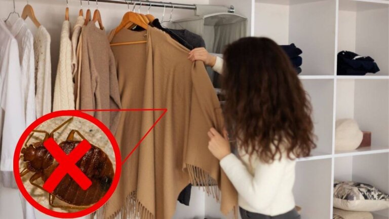 Comment éliminer les œufs de punaises de lit dans les vêtements?