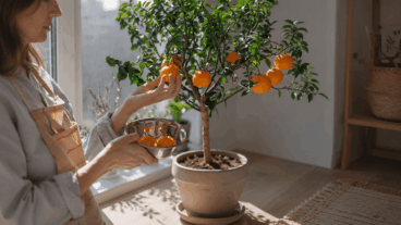 Les 9 arbres fruitiers qui poussent en pot et donnent des fruits