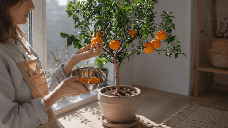 Les 9 arbres fruitiers qui poussent en pot et donnent des fruits