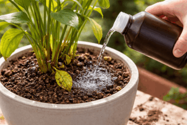 Comment savoir quand arroser vos plantes lorsque la chaleur s'installe brusquement