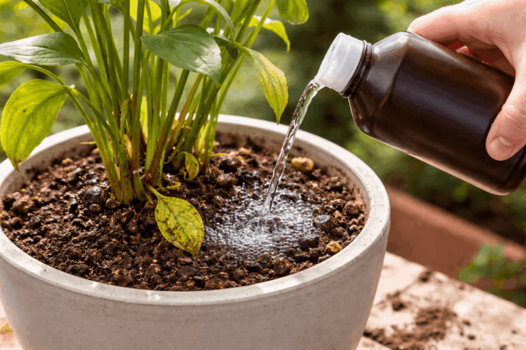 Comment savoir quand arroser vos plantes lorsque la chaleur s'installe brusquement