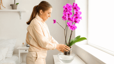 Votre orchidée ne fleurit pas ? Quelques conseils pour qu'elle refleurisse