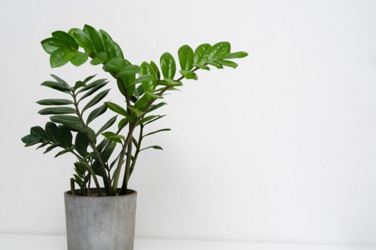 Des feuilles brillantes à l’aspect sculptural qui adorent qu’on les oublie. Une plante ultra-résistante qui préfère le manque d’eau à un excès de soins.