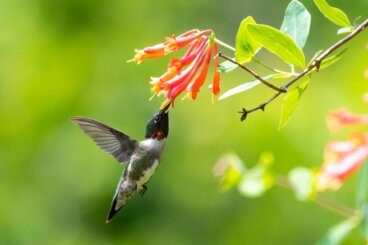 Vous voulez attirer des colibris dans votre jardin ? Voici 7 fleurs à planter pour les attirer