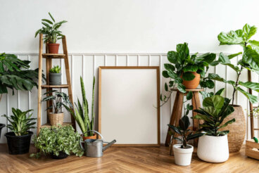Les 9 plantes indestructibles pour ceux qui n'ont pas la main verte