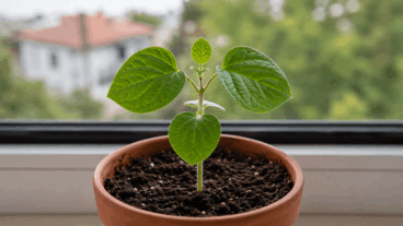 Faire germer un kiwi chez soi : guide simple pour les débutants