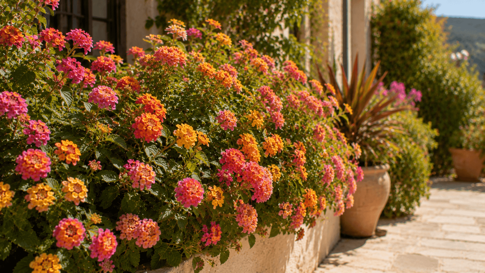 Lantana con flores rosadas, amarillas y naranjas en un jardín soleado, resistente al calor y a la sequía.