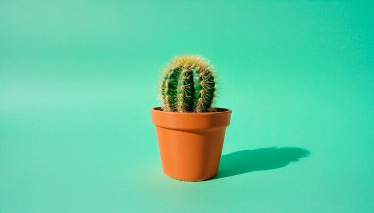 Le grand classique des plantes nécessitant peu d’entretien pour les espaces exposés au soleil direct. Sa structure globulaire retient l’humidité pendant des semaines, ce qui en fait le compagnon idéal si vous voyagez souvent.