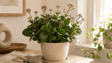 Le Kalanchoé après la floraison : comment le tailler, l'arroser et éviter qu'il ne semble en mauvais état