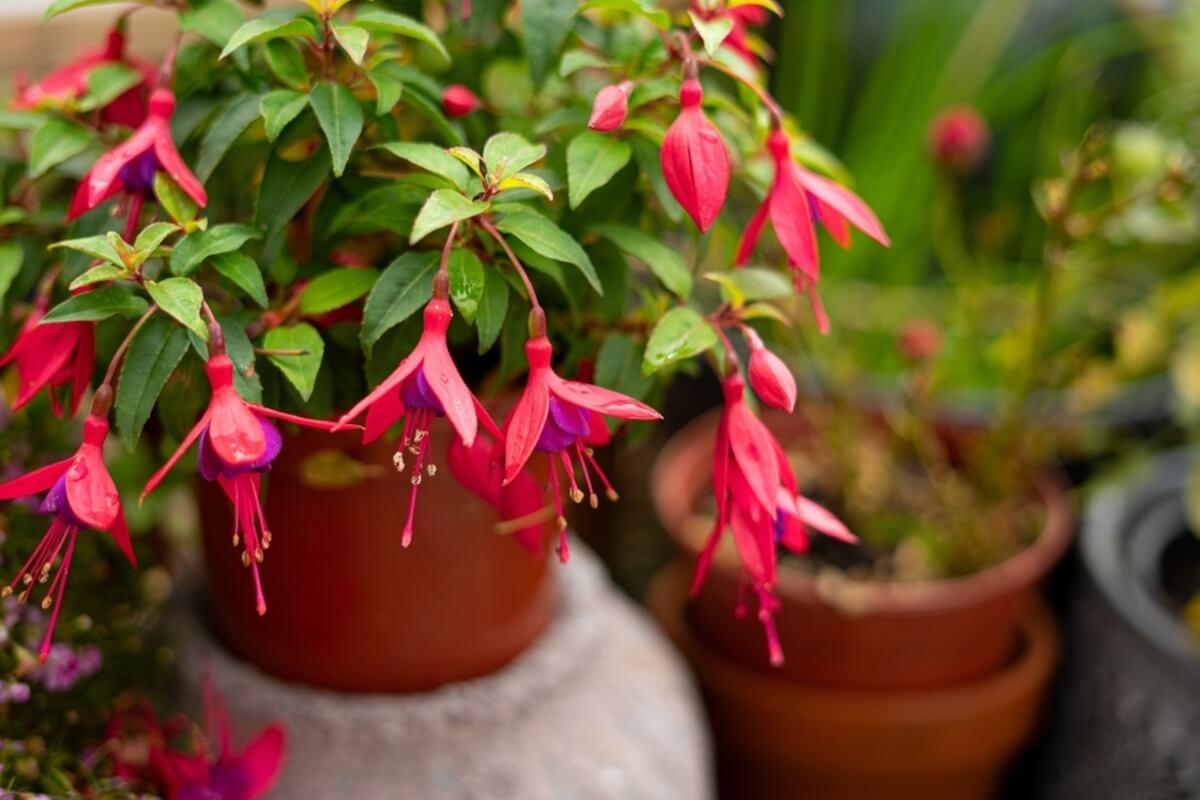 Planta fucsia