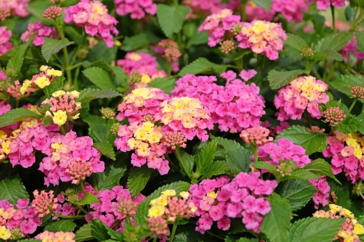 Planta lantana
