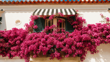 Plantes grimpantes à fleurs : 7 idées pour apporter de la couleur à votre balcon ou à votre terrasse