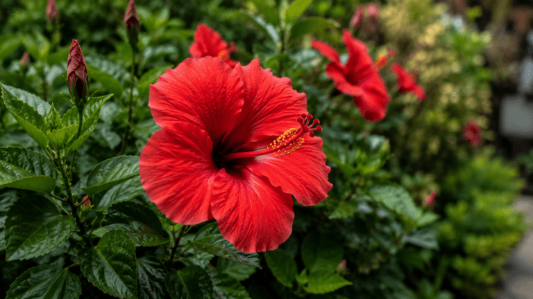 Un peu de jungle chez soi : les 5 plantes tropicales qui transforment votre jardin