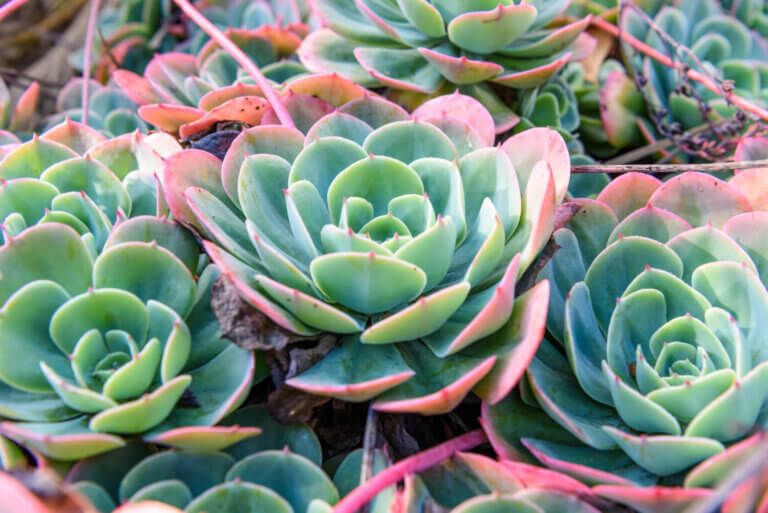 Une géométrie naturelle en miniature pour décorer vos étagères. Parfaites pour être associées dans de petits pots, elles exigent beaucoup de lumière indirecte et très peu d’entretien.