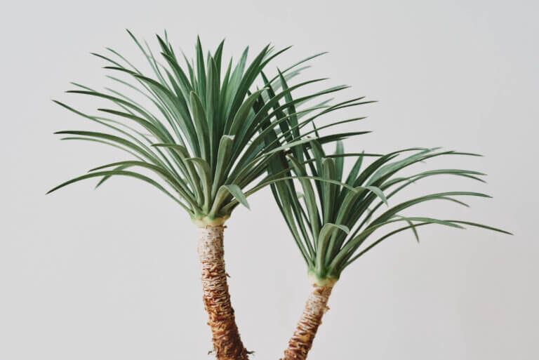 Une touche tropicale au port élancé pour votre salon. Elle tolère les négligences occasionnelles et purifie l’air tout en s’adaptant très bien à une lumière modérée.