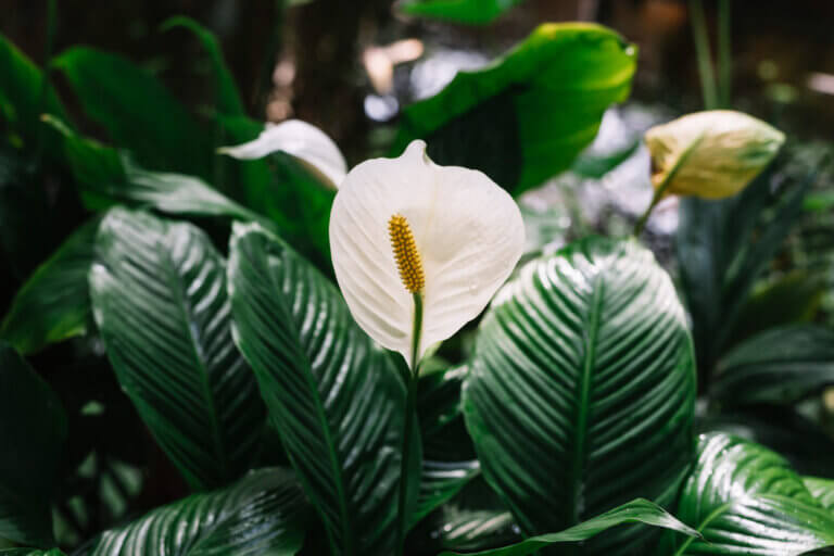 Bien qu’il s’agisse d’une plante extrêmement élégante en intérieur, la chaleur extérieure affaiblit ses feuilles au point de les faire tomber.