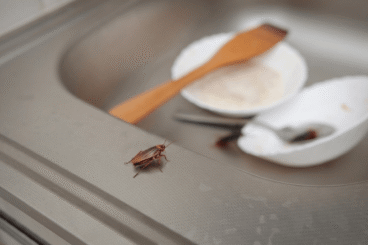 Des cafards à la maison : 7 conseils pour s'en débarrasser et les empêcher de revenir