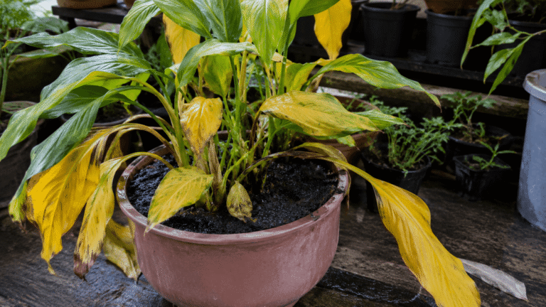 Des feuilles jaunes ? Voici comment utiliser le vinaigre pour redonner vie à vos plantes