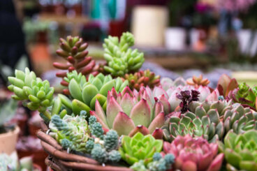 Des plantes succulentes rampantes et retombantes pour décorer des étagères lumineuses