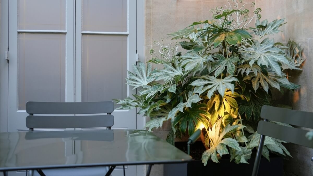 Fatsia japonica
