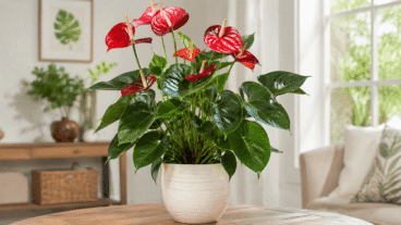 L'anthurium dans un intérieur lumineux : les erreurs d'arrosage et d'exposition à la lumière qui ternissent l'éclat de la plante