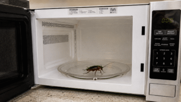 Les cafards dans le micro-ondes : pourquoi ils apparaissent et comment les éviter