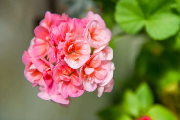 3 conseils pour préserver la floraison de vos géraniums dans une jardinière étroite