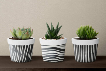 Les plantes succulentes dans des pots décoratifs : l'erreur de drainage qui réduit leur durée de vie