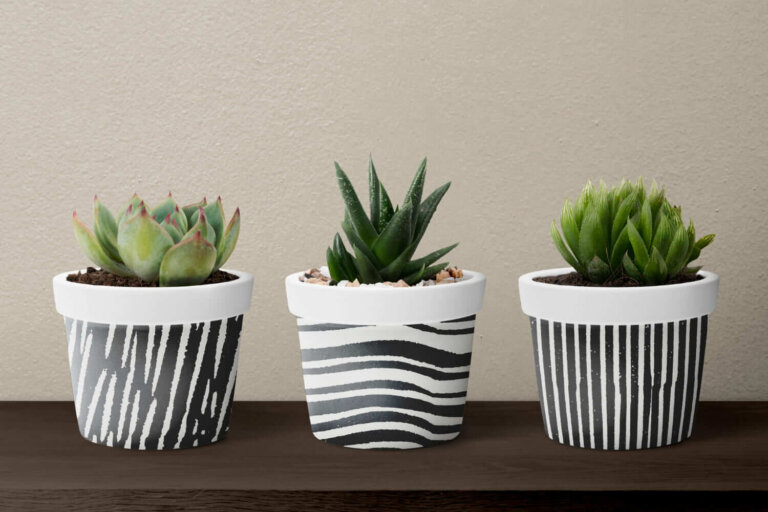 Les plantes succulentes dans des pots décoratifs : l'erreur de drainage qui réduit leur durée de vie
