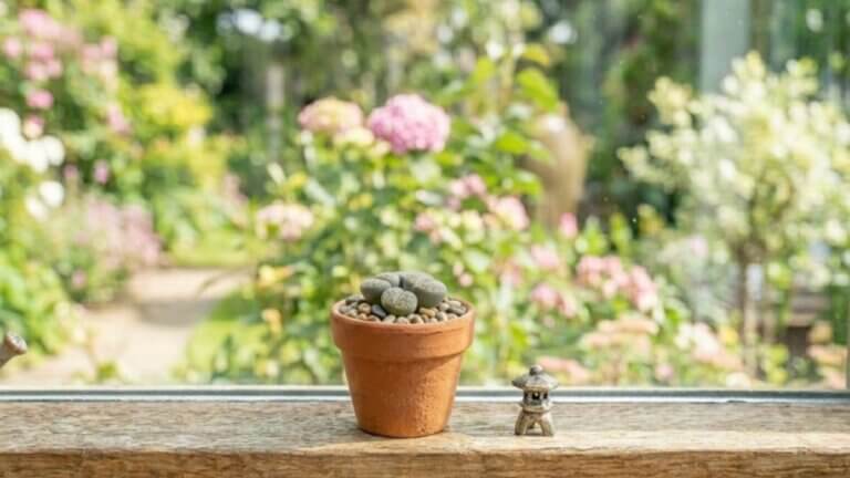 Lithops