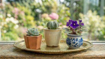 7 mini-plantes pour les petits espaces : jolies, compactes et faciles à entretenir